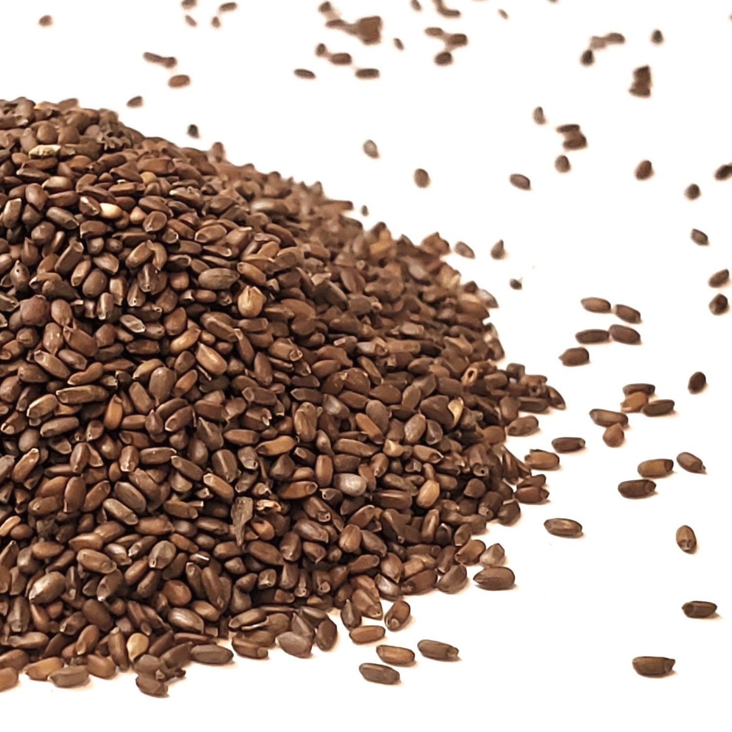 Seed Saving Books