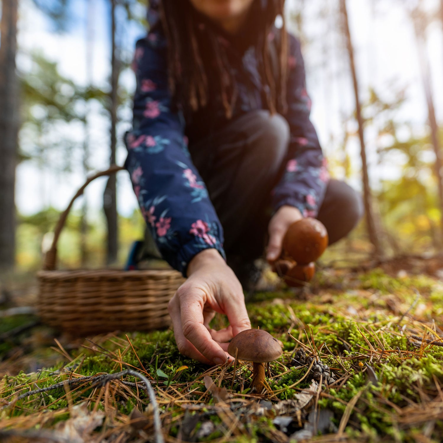 Mushrooming