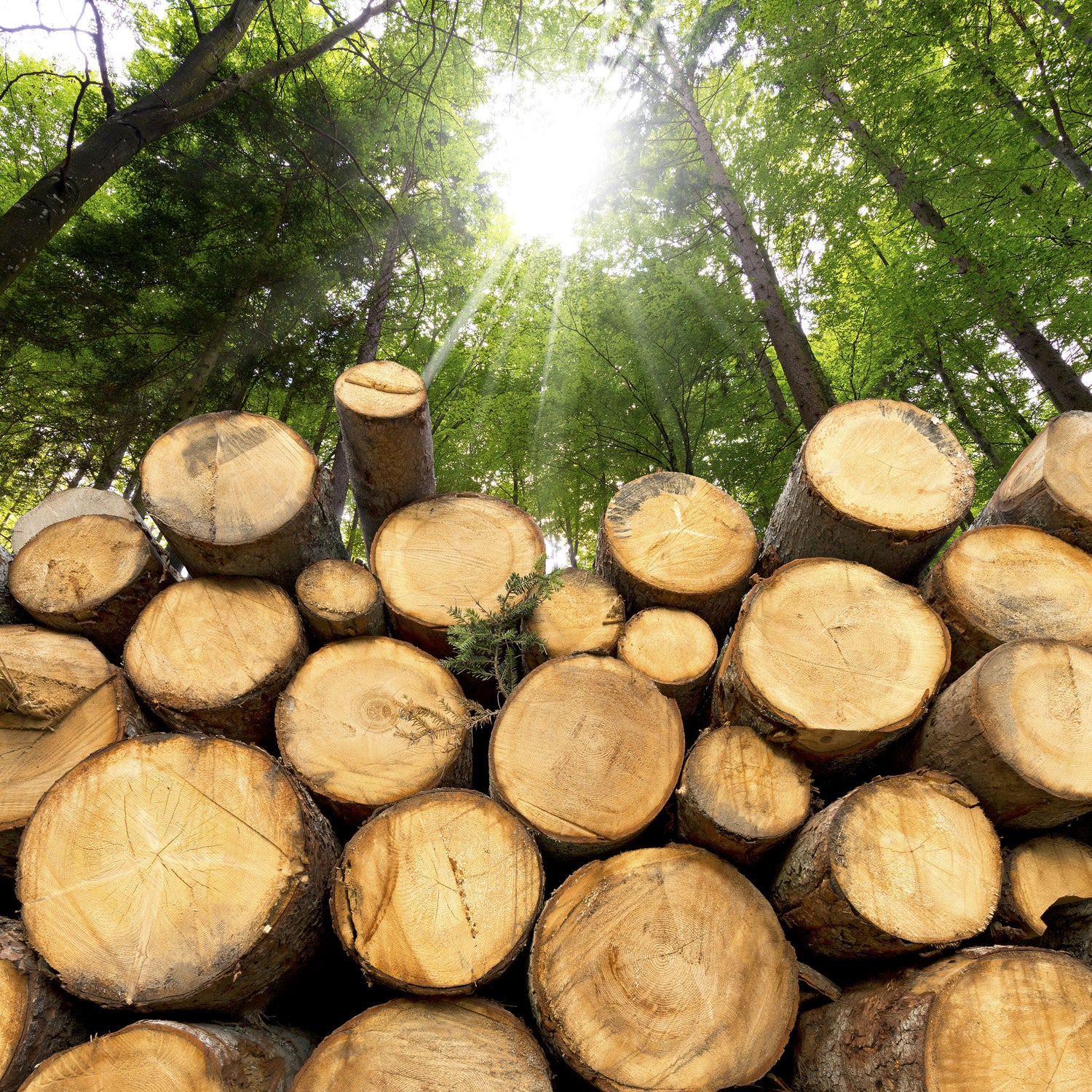 Forestry