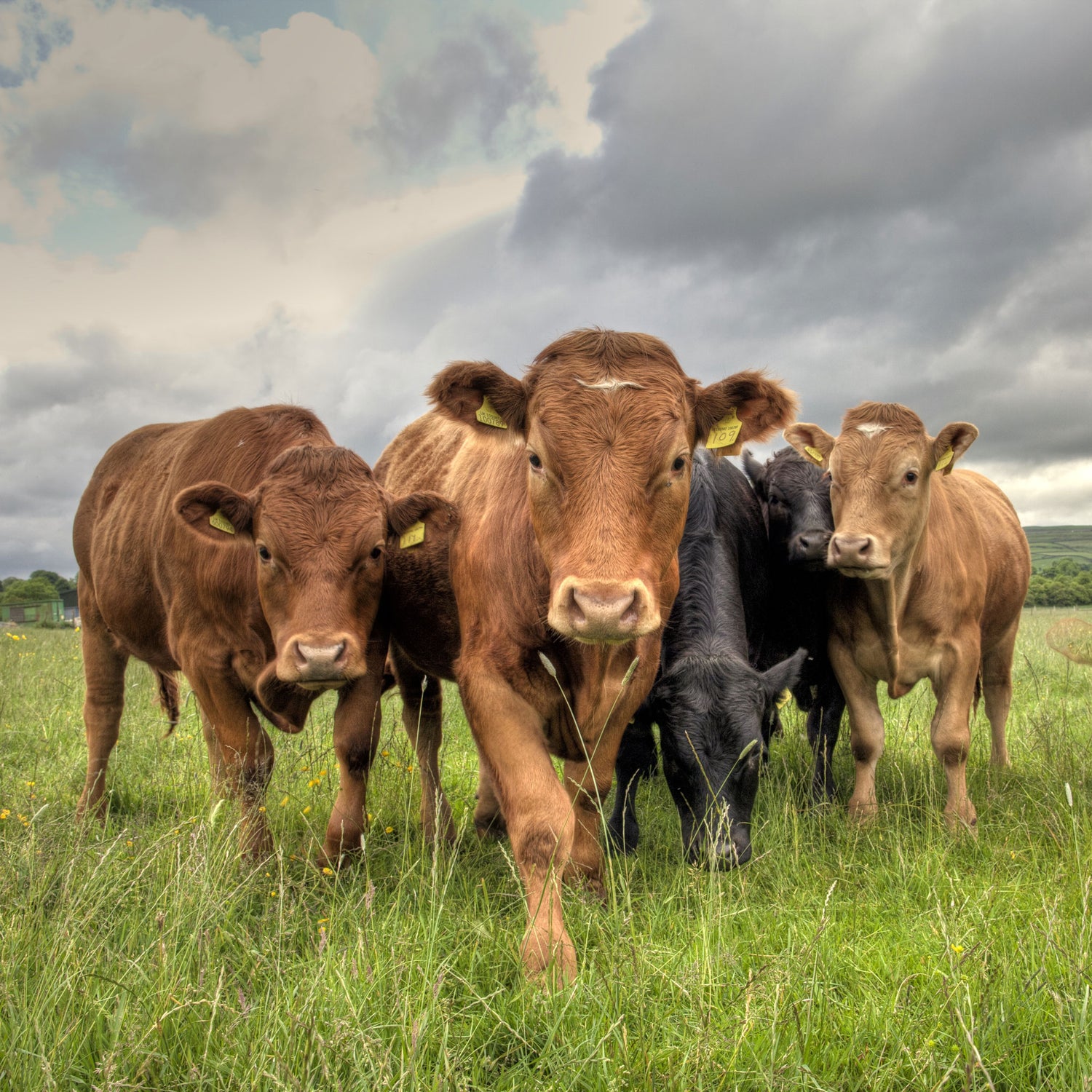 Livestock Books