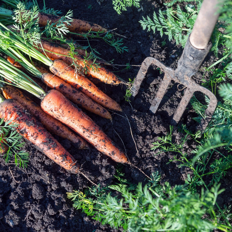 Gardening Books