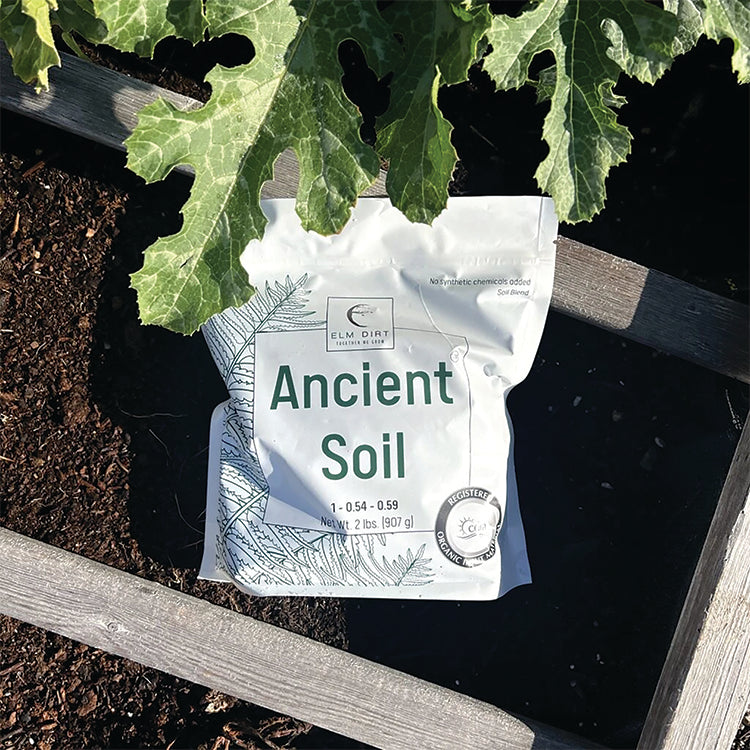 ANCIENT SOIL
