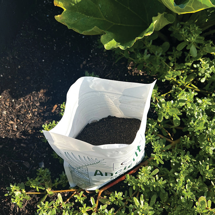 ANCIENT SOIL