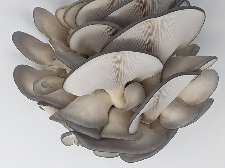 BLUE OYSTER GROW KIT, 5 LBS
