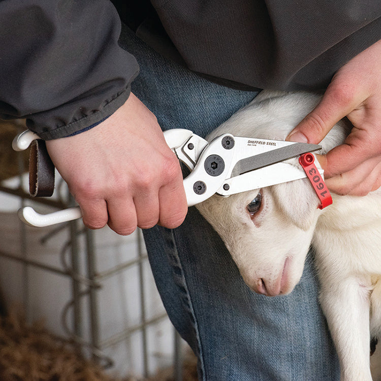 Premier Serrated Foot Trimmer