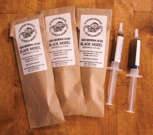 BLACK MOREL MUSHROOM CULTURE - 10mL