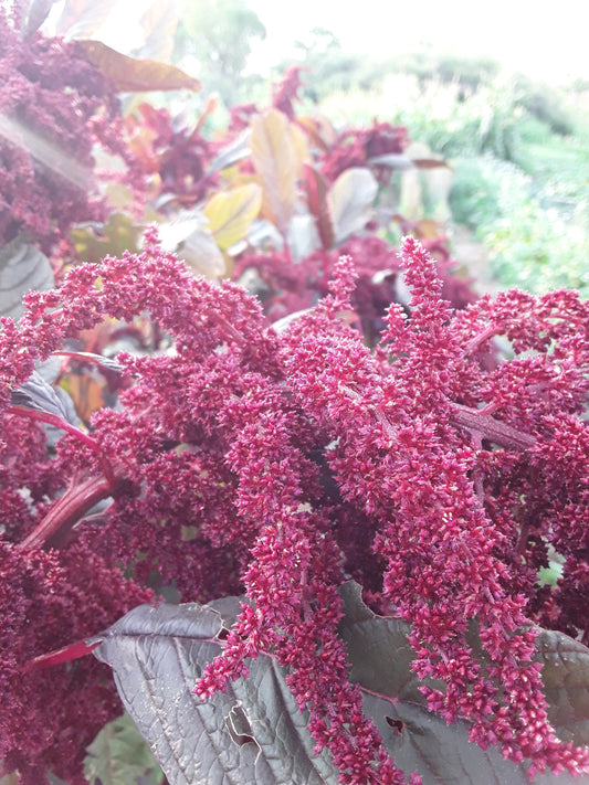 Hopi Red Dye Amaranth