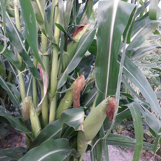 Blue Rainbow Corn Landrace