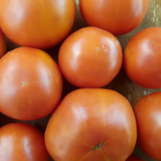 Glory of Moldova Tomato