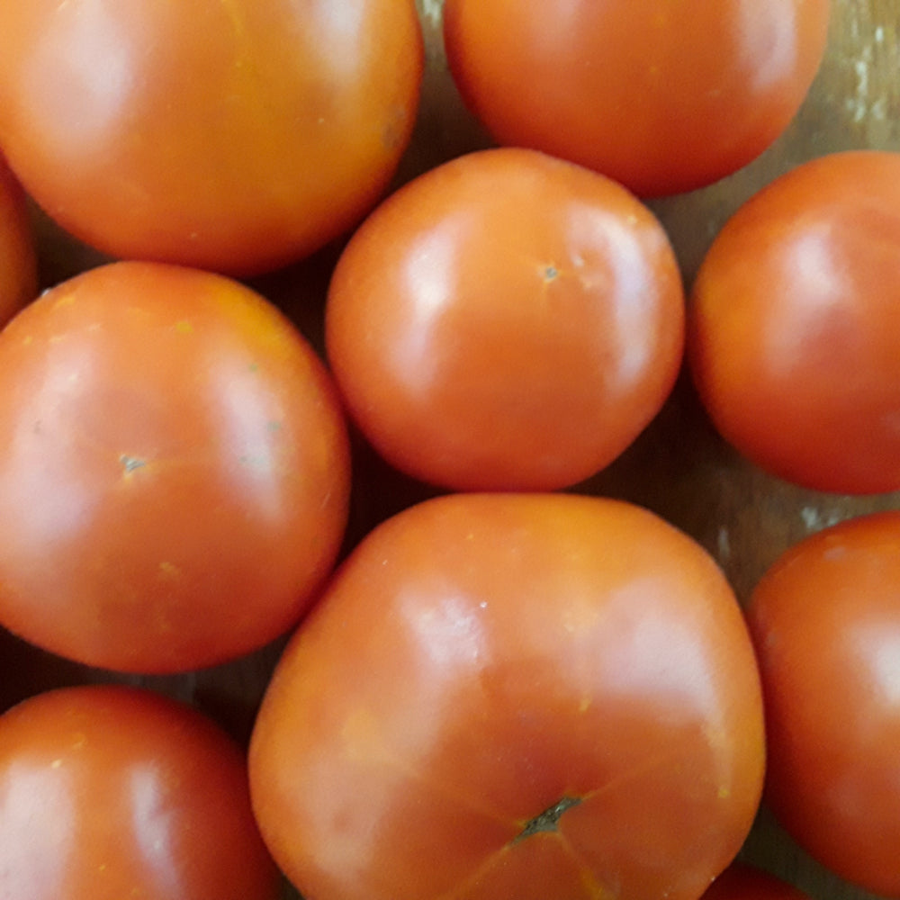 Glory of Moldova Tomato