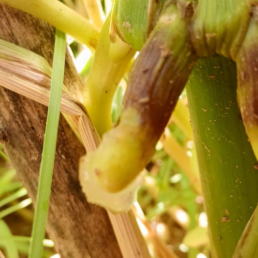 SLIME Corn! << Self-Fertilizing Nitrogen Fixing Trait >>