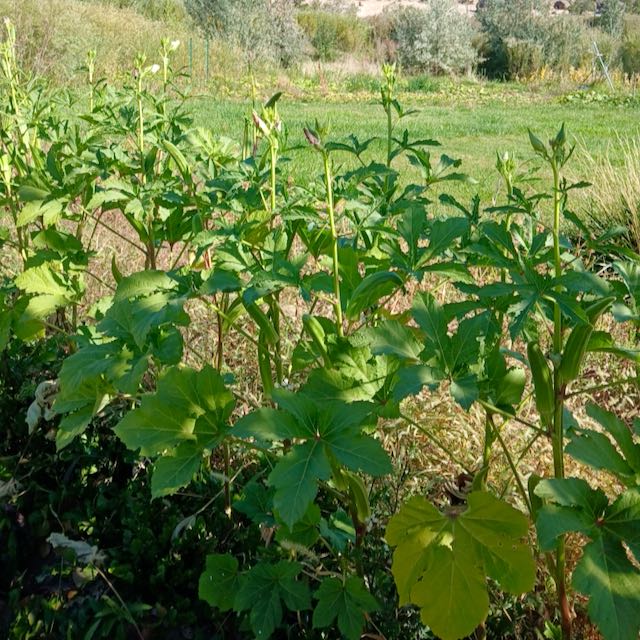 Clemson Spineless Okra