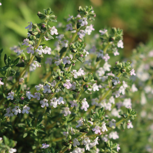 Thyme, Varico 2 (Thymus vulgaris)