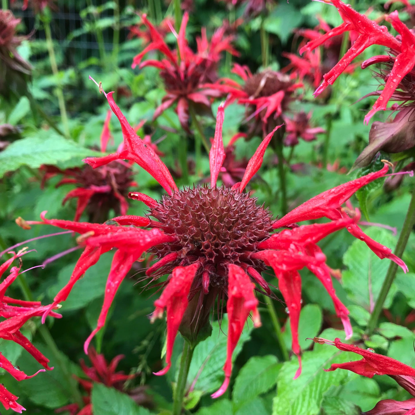 Bee Balm, Scarlet (Monarda didyma)
