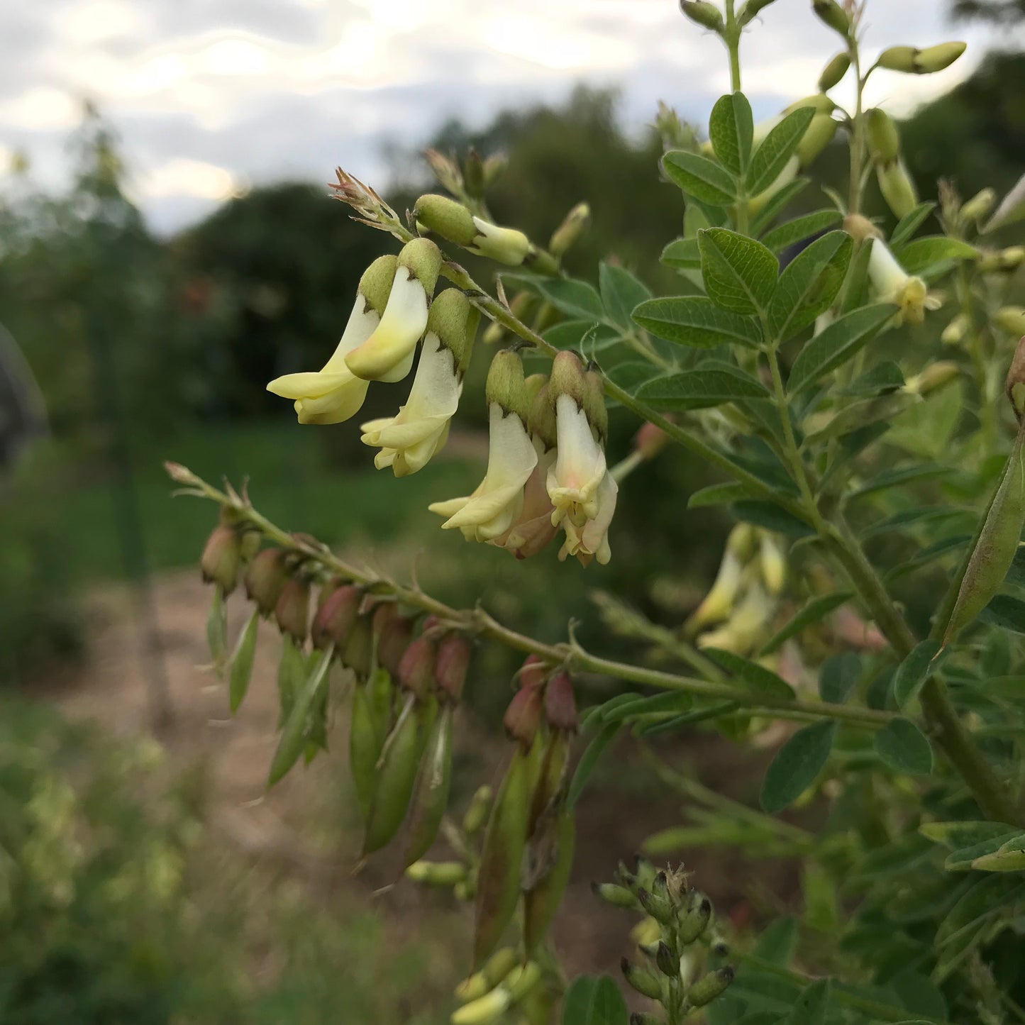 Astragalus (Astragulus membranaceus)
