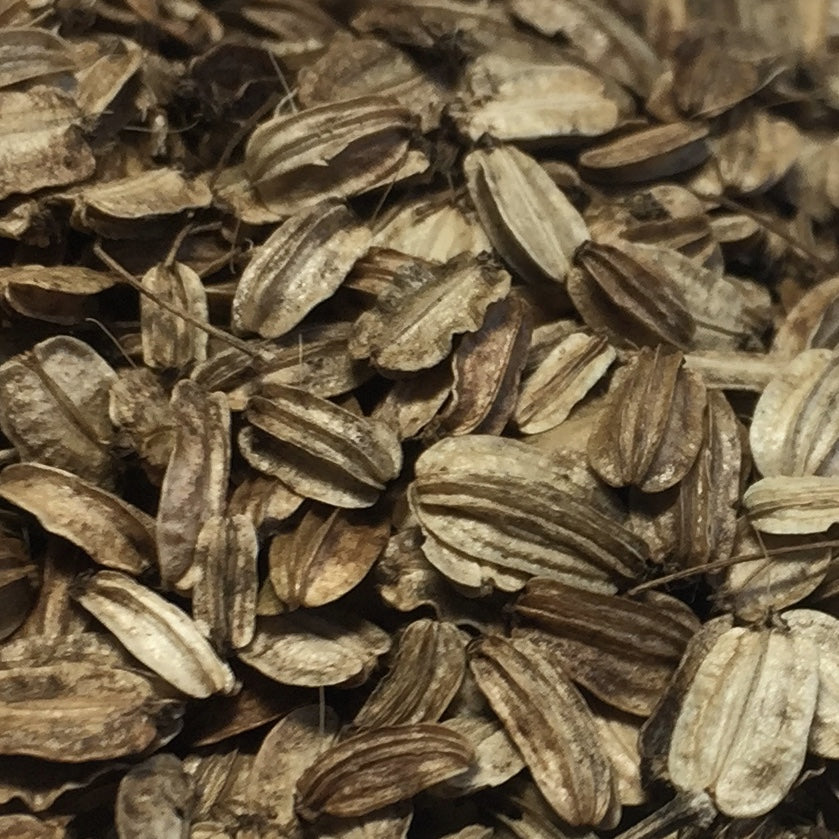 Angelica, Official (Angelica archangelica)