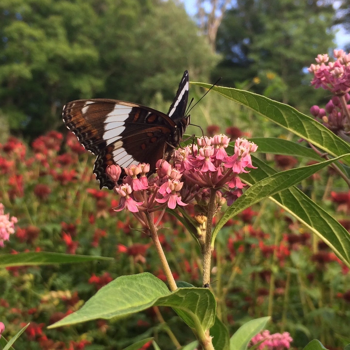 Milkweed, Rose (Asclepias incarnata)