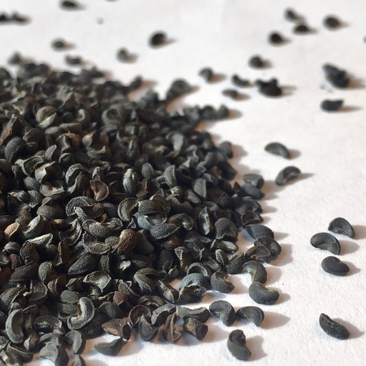 Rue (Ruta graveolens)