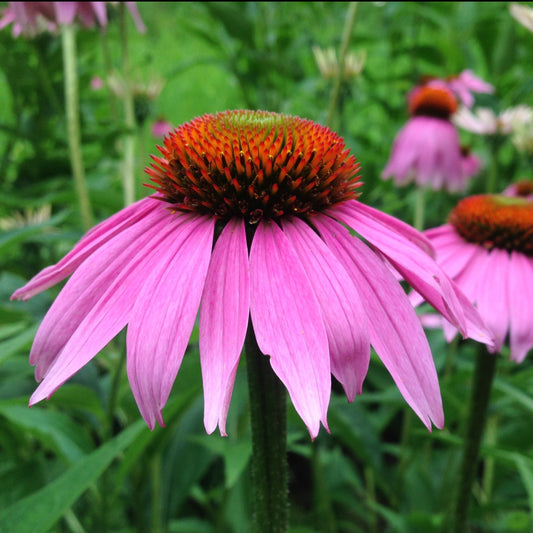 Echinacea purpurea (Echinacea purpurea)
