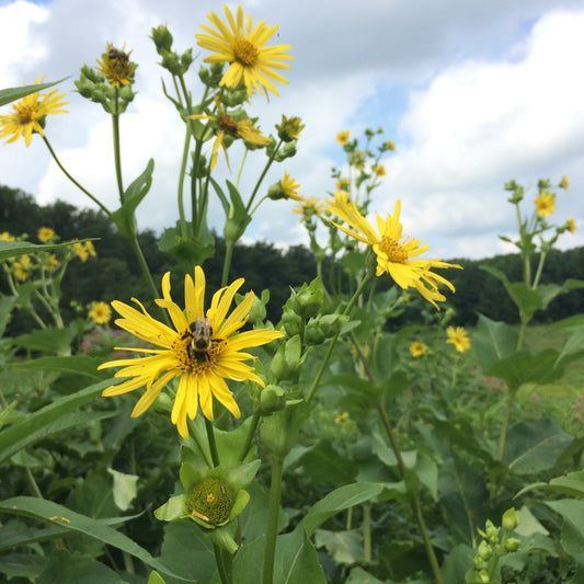 Cup Plant (Silphium perfoliatum)