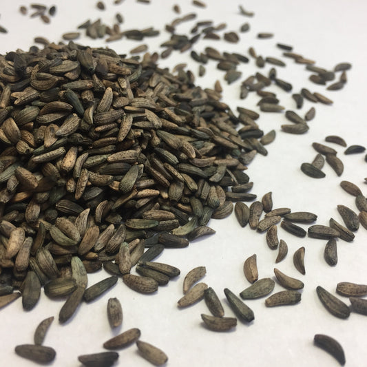 Burdock, Gobo (Arctium lappa)