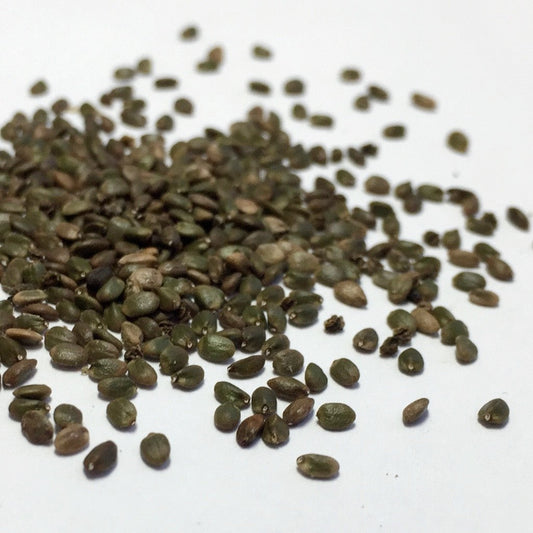 Sage, Dan-shen Gansu (Salvia przewalskii)