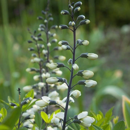 Indigo, Wild White (Baptisia alba)