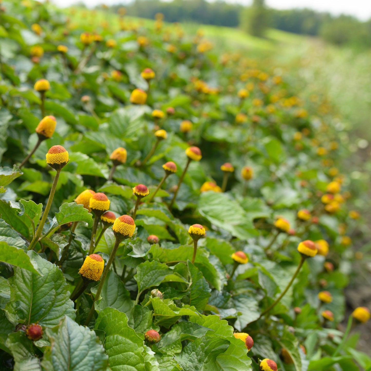 Spilanthes, Official (Acmella oleracea)