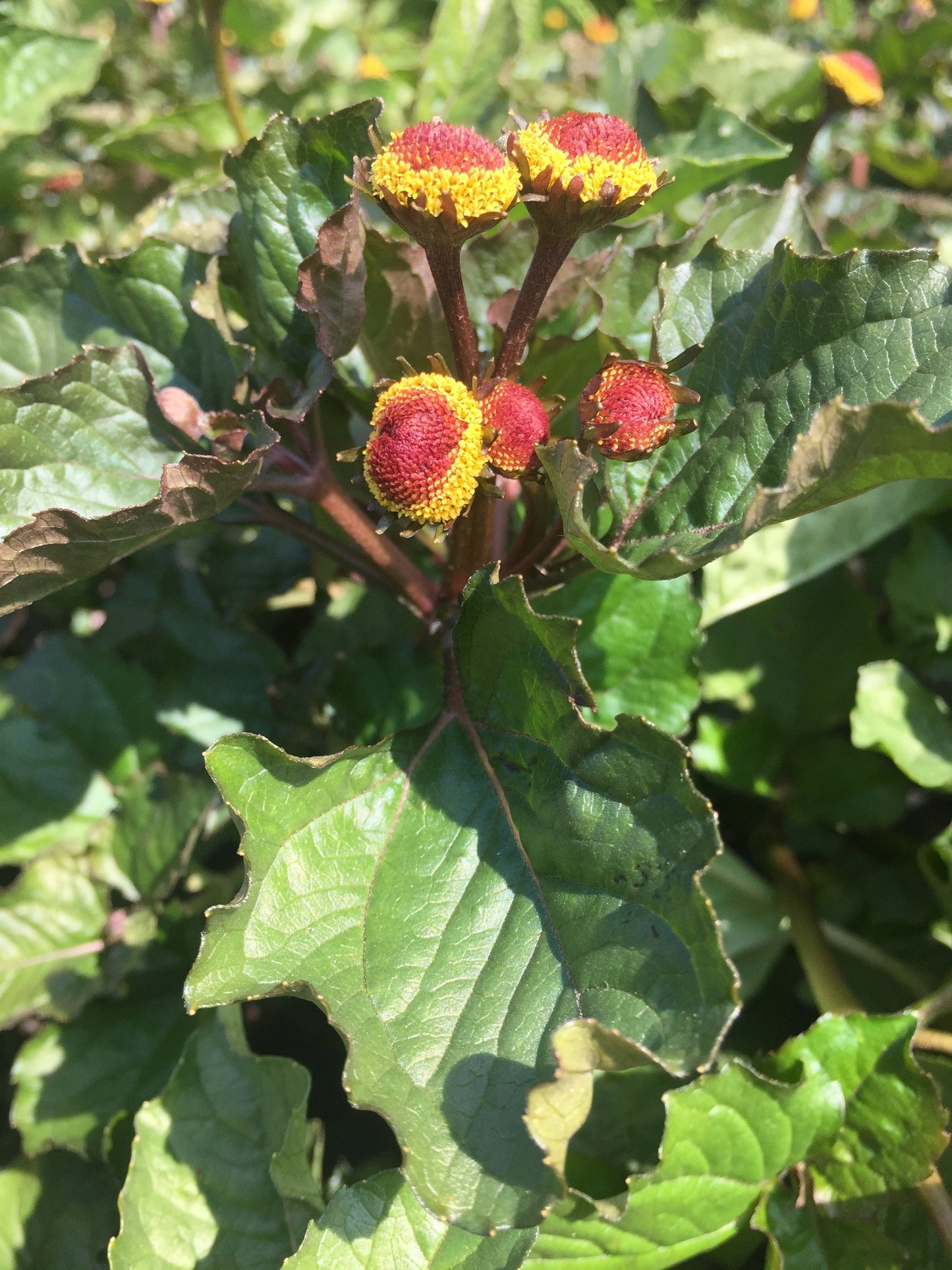 Spilanthes, Official (Acmella oleracea)