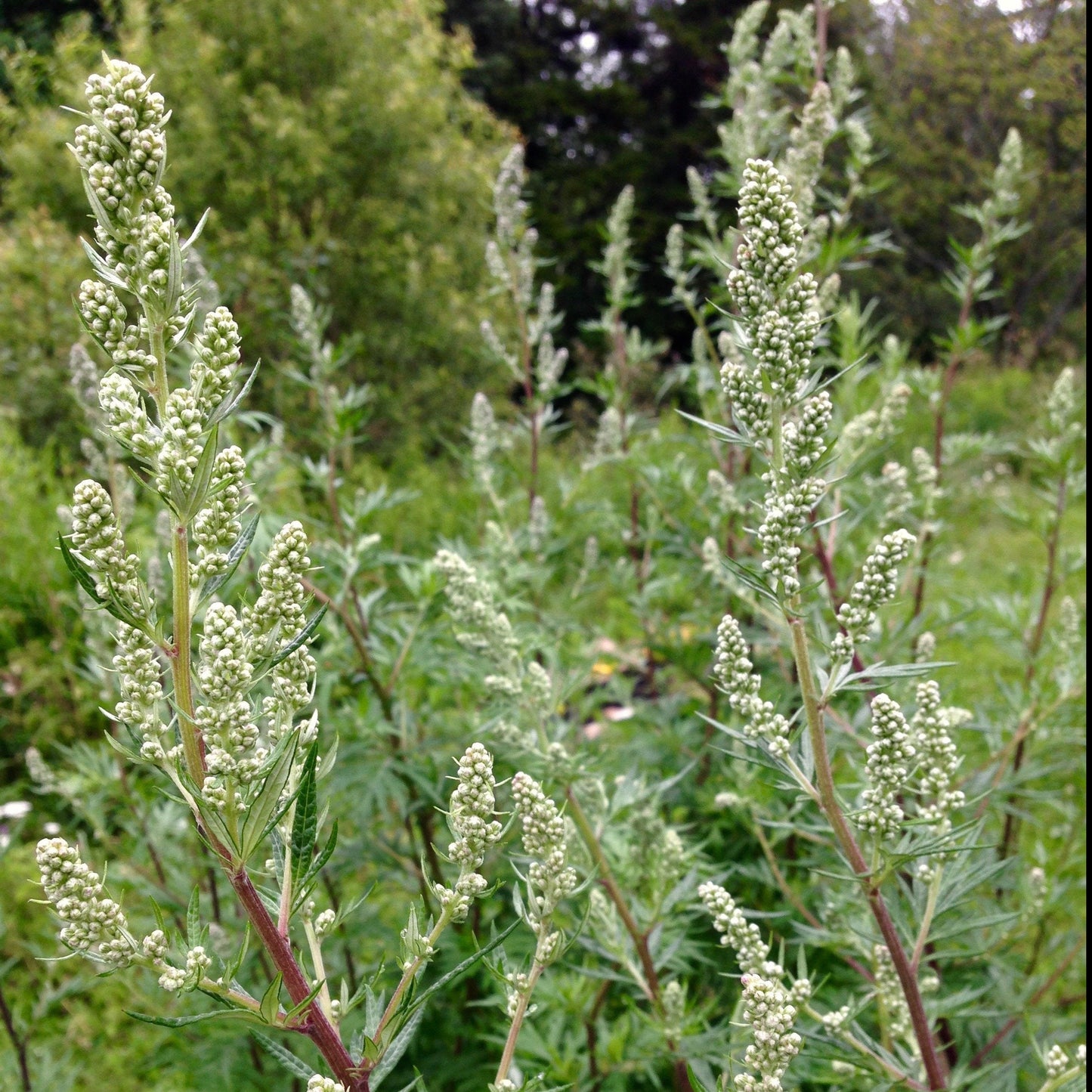 Mugwort, Common (Artemisia vulgaris)