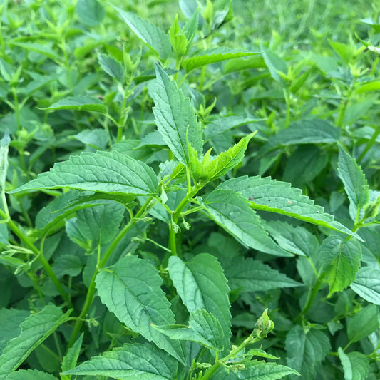 Skullcap, Official (Scutellaria lateriflora)
