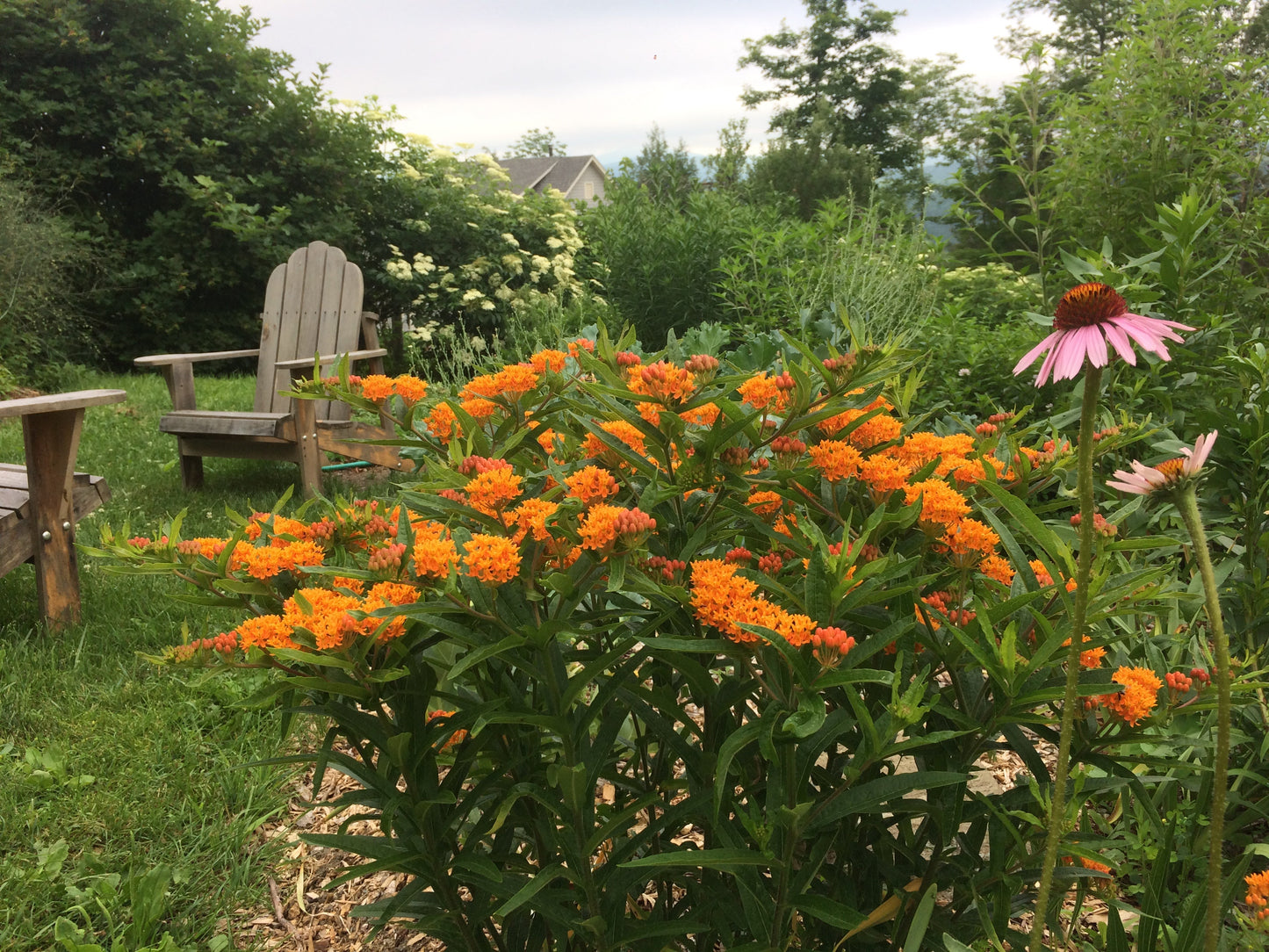 Milkweed, Butterfly aka. Pleurisy Root (Asclepias tuberosa)