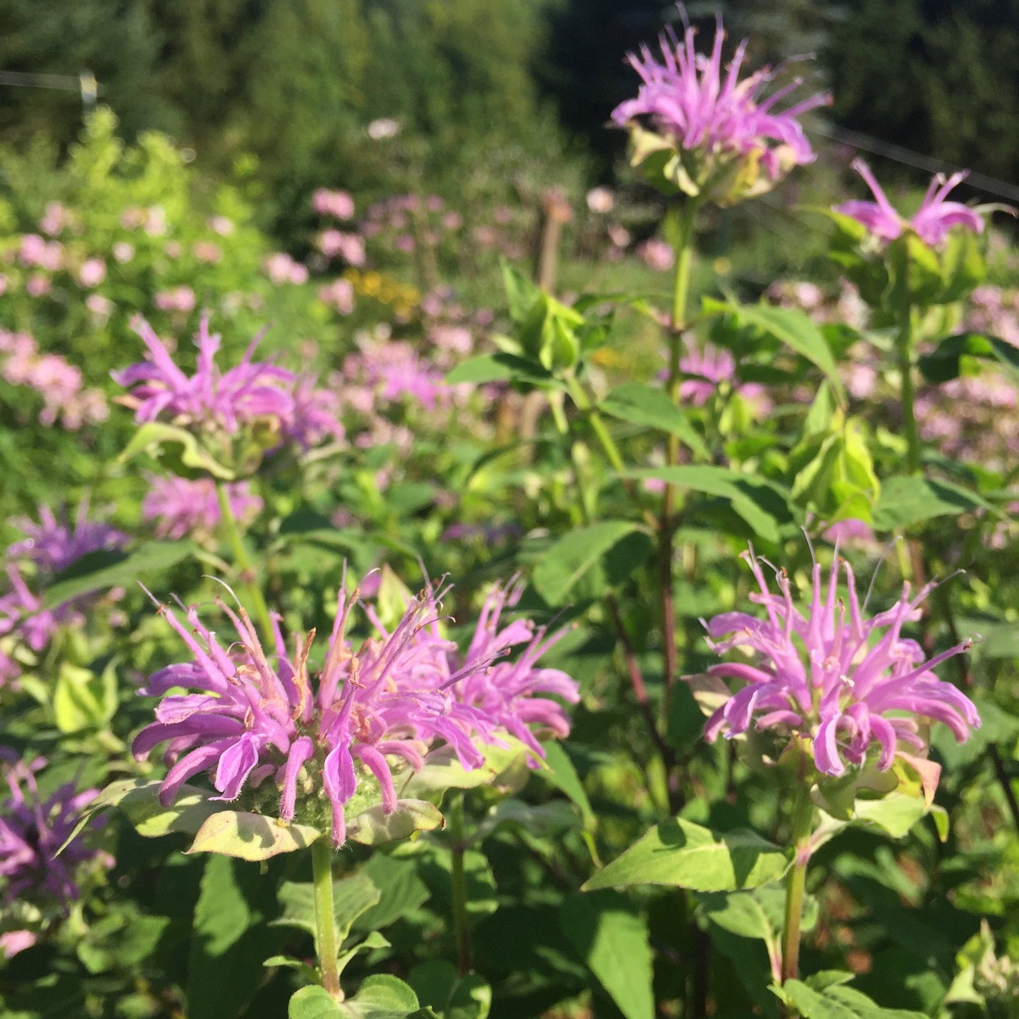 Bergamot, Lavender (Monarda fistulosa)