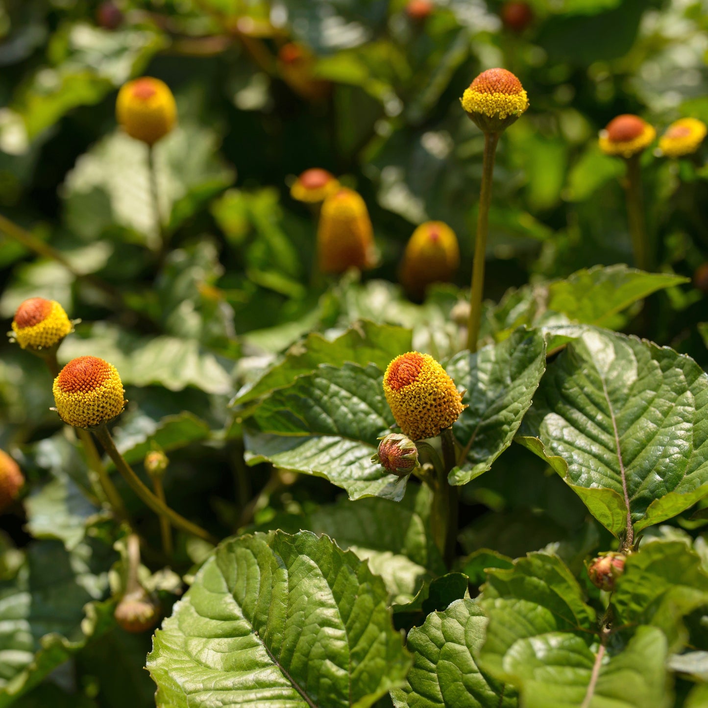 Spilanthes, Official (Acmella oleracea)
