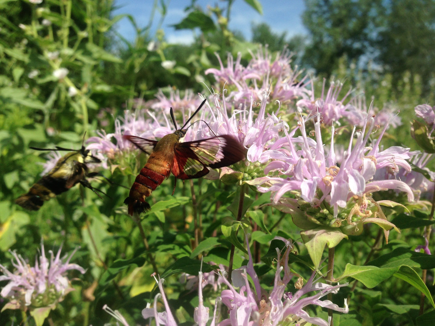 Bergamot, Lavender (Monarda fistulosa)