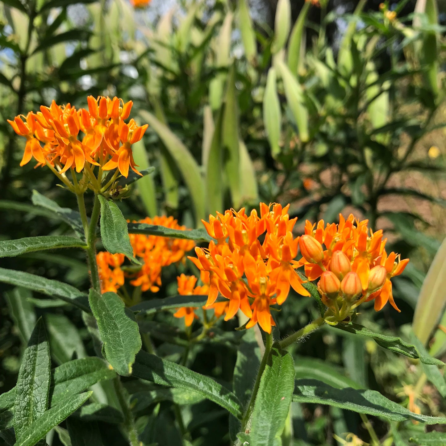 Milkweed, Butterfly aka. Pleurisy Root (Asclepias tuberosa)