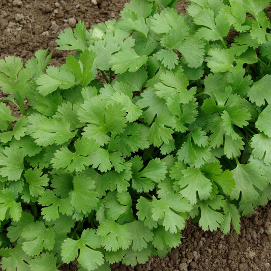 Cilantro, Slow Bolt (Coriandrum sativum)