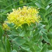 Rhodiola, Russian (Rhodiola rosea)