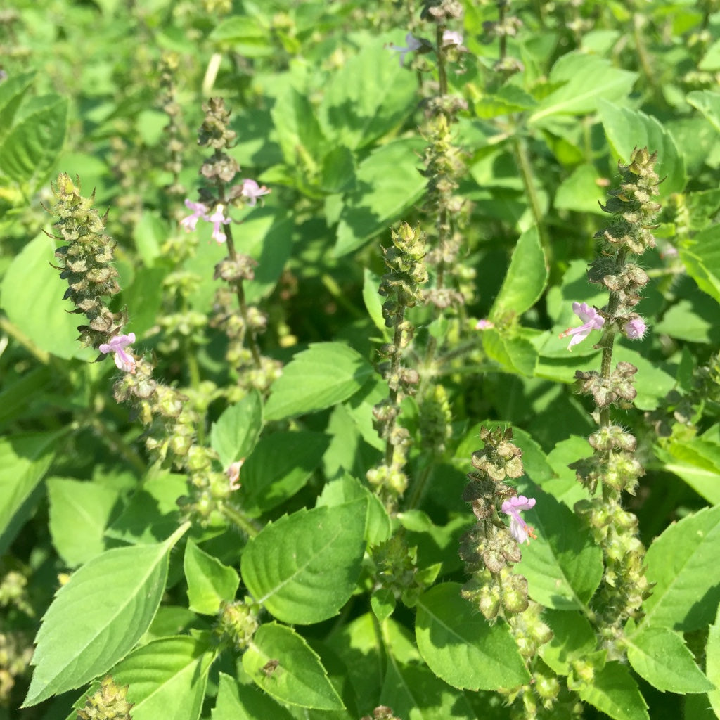 Tulsi, Temperate aka. Holy Basil (Ocimum africanum)