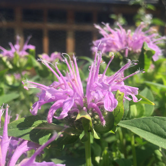 Bergamot, Lavender (Monarda fistulosa)