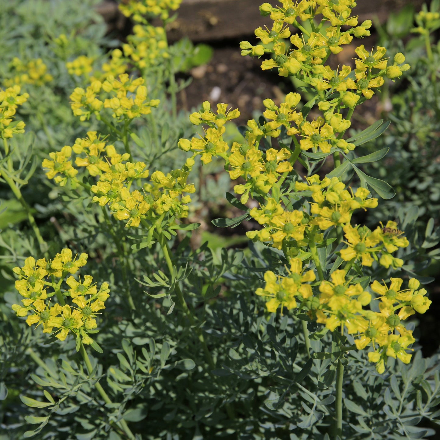 Rue (Ruta graveolens)