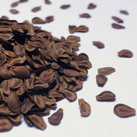 Milkweed, Butterfly aka. Pleurisy Root (Asclepias tuberosa)