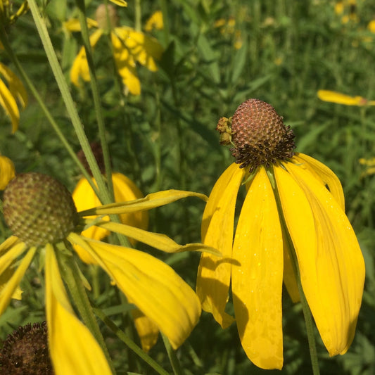 Coneflower, Prairie (Ratibida pinnata)