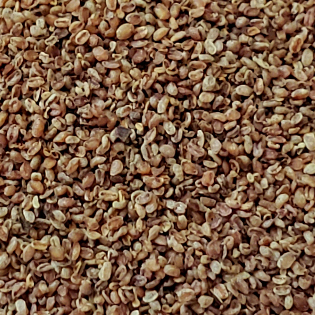 Culver's Root (Veronicastrum virginicum)