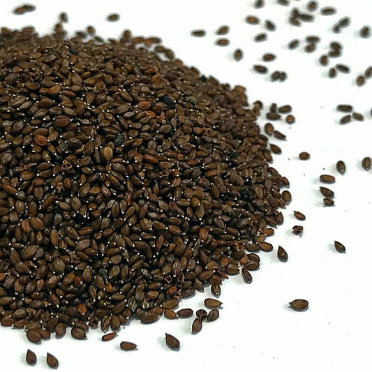 Heal All (Prunella vulgaris)