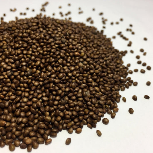 Sage, Clary (Salvia sclarea)