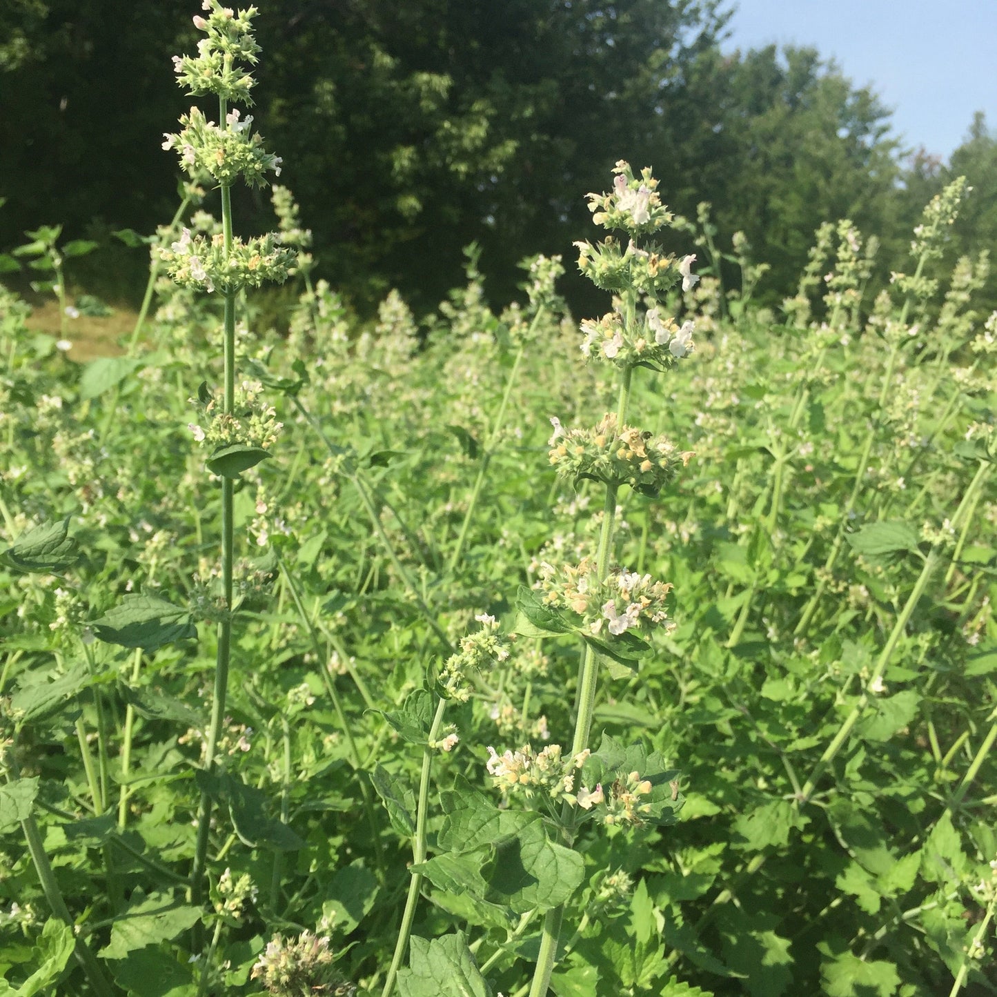 Catnip, Official (Nepeta cataria)