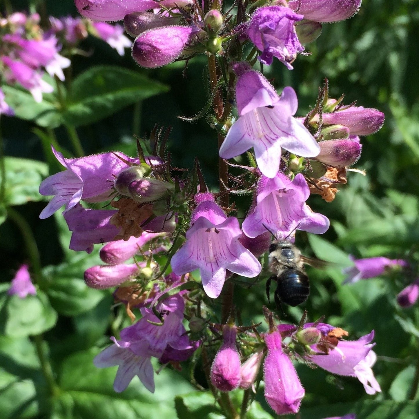 Penstemon, Calico aka Beardtongue (Penstemon calycosas)