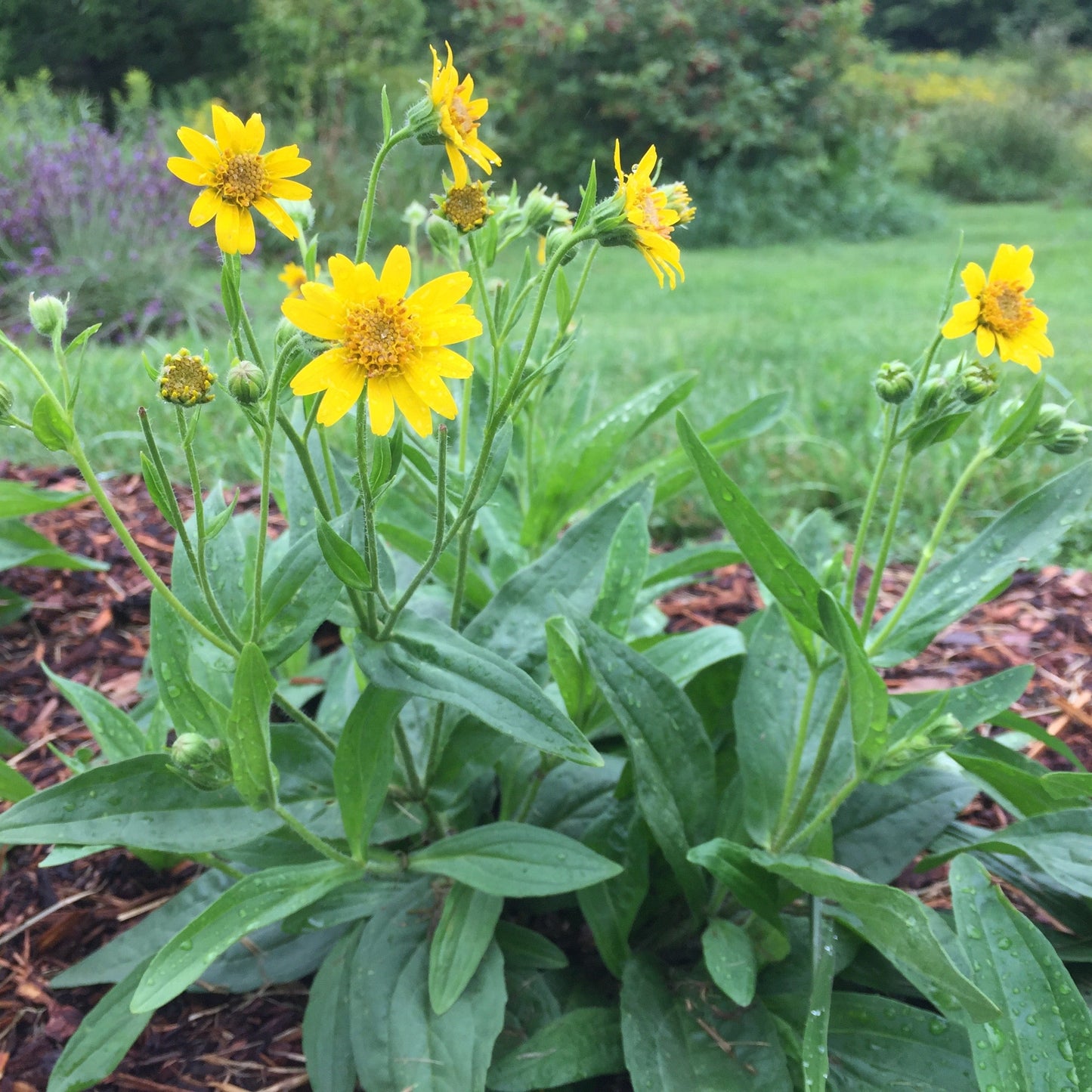 *Medicine Garden Collection* ("Be Well Stocked")