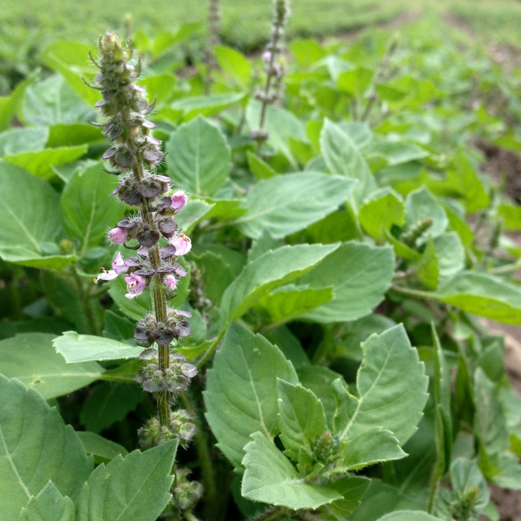 Tulsi, Temperate aka. Holy Basil (Ocimum africanum)